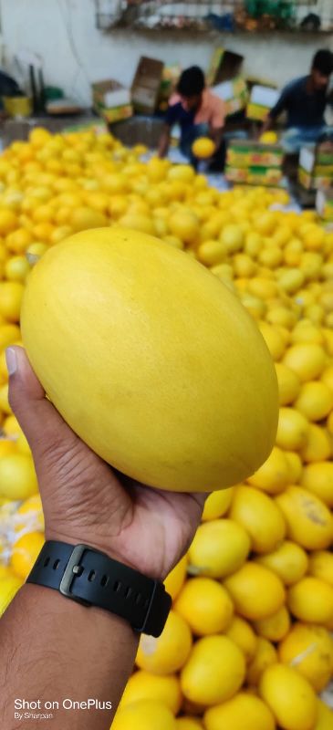 Fresh Canary Melon