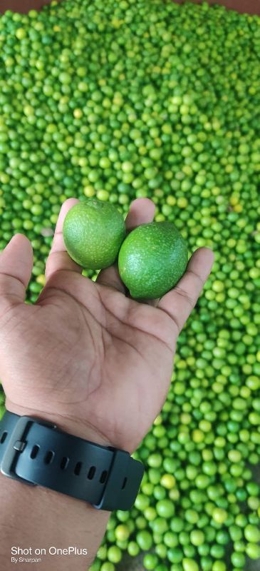 Fresh Green Lemon