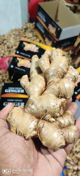 Fresh Ginger